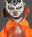 todnailer's Avatar